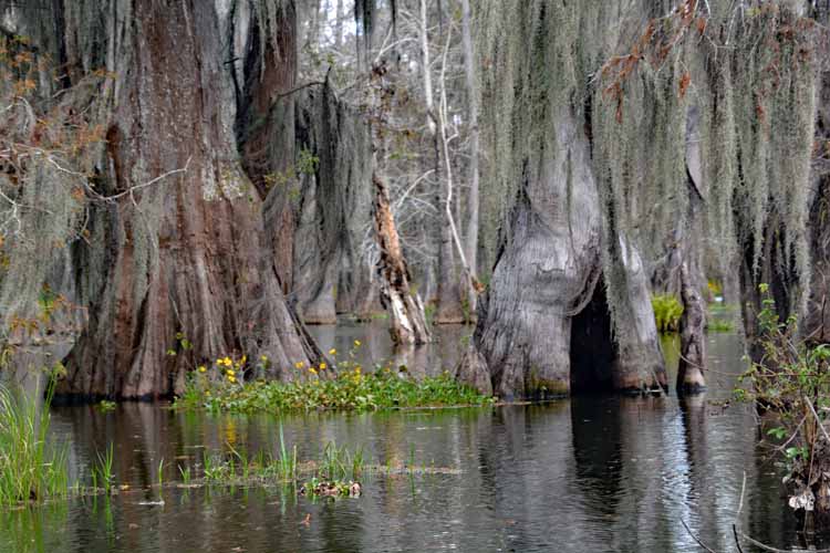 swamp scenic